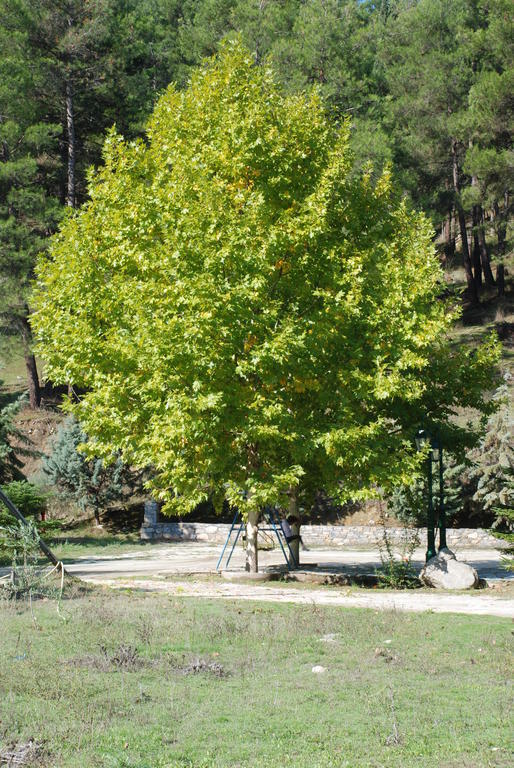 River Side Rooms Elassona Exteriör bild